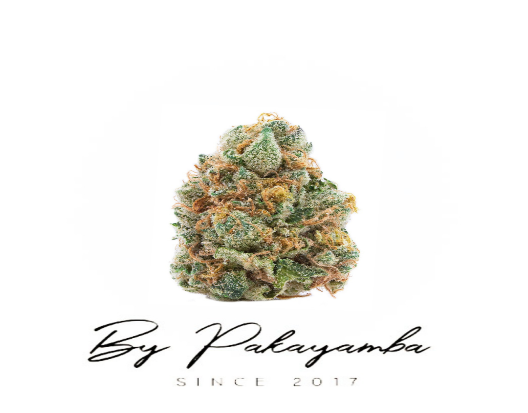 BANANA INDOOR 22 % CBD CBG  | CBD pas cher | Code promo | Acheter du CBD en France | PAKAYAMBA