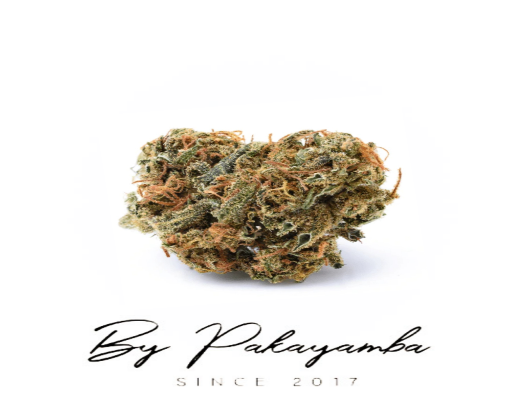 GREEN POISON  INDOOR - 58% CBN | CBD pas cher | Code promo | Acheter du CBD en France | PAKAYAMBA