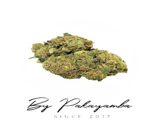 JACK HERER  - INDOOR - 14.5% CBD  | CBD pas cher | Code promo | Acheter du CBD en France | PAKAYAMBA