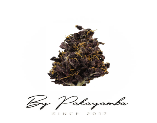PURPLE HAZE CBD ROSIN | 60% CBN  | CBD pas cher | Code promo | Acheter du CBD en France | PAKAYAMBA