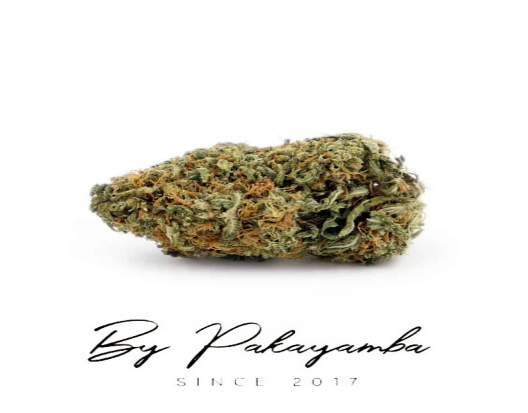 RED BERRY | INDOOR | 9.85% CBD  | CBD pas cher | Code promo | Acheter du CBD en France | PAKAYAMBA