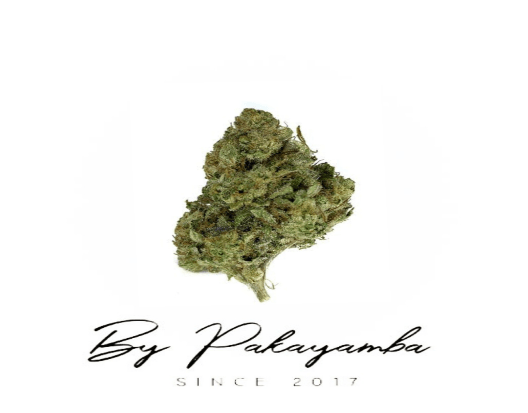 BLUE CHEESE V2 SWISS INDOOR CBG | CBD pas cher | Code promo | Acheter du CBD en France | PAKAYAMBA