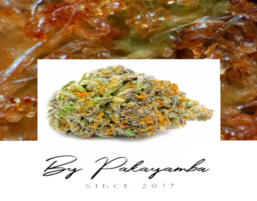 DURBAN CBG ROSIN CBN  | CBD pas cher | Code promo | Acheter du CBD en France | PAKAYAMBA