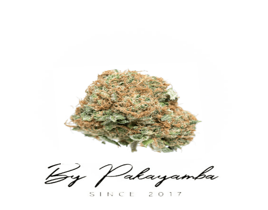 GRAPPE CHERRY INDOOR CBD  | CBD pas cher | Code promo | Acheter du CBD en France | PAKAYAMBA